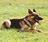 Adestramento de cães no Centro de Porto Alegre